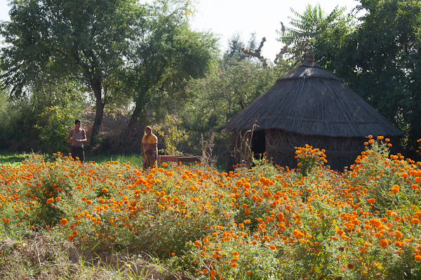 Marigolds in Rajasthan-mycustardpie
