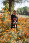 Marigolds in Rajasthan-mycustardpie