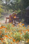 Marigolds in Rajasthan-mycustardpie