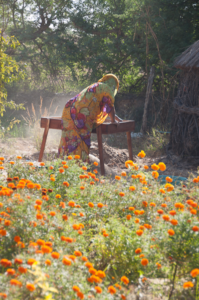 Marigolds in Rajasthan-mycustardpie