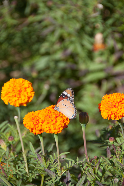 Marigolds in Rajasthan-mycustardpie