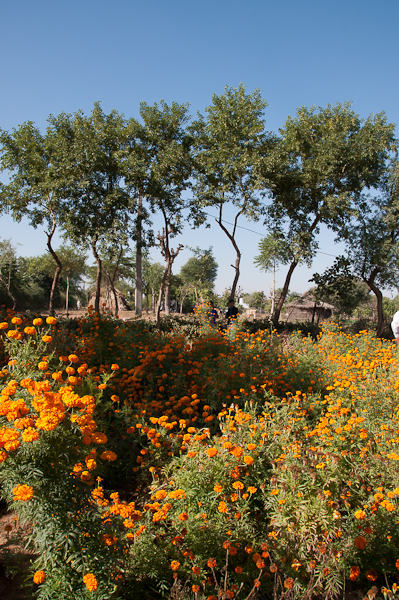 Marigolds in Rajasthan-mycustardpie