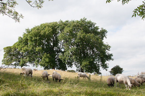 Summer 2014 -My Custard Pie