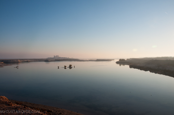 Sir Bani Yas Island - My Custard Pie