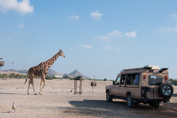 Sir Bani Yas Island - My Custard Pie