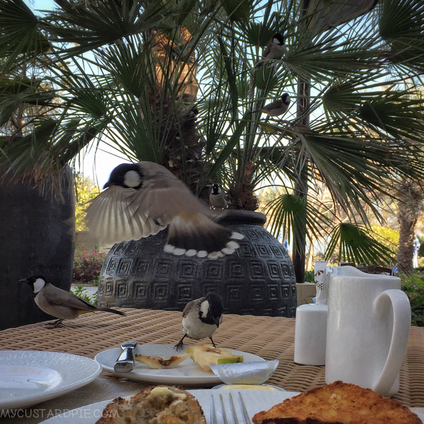 Sir Bani Yas Island - My Custard Pie