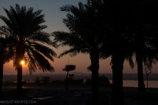 Sir Bani Yas Island - My Custard Pie