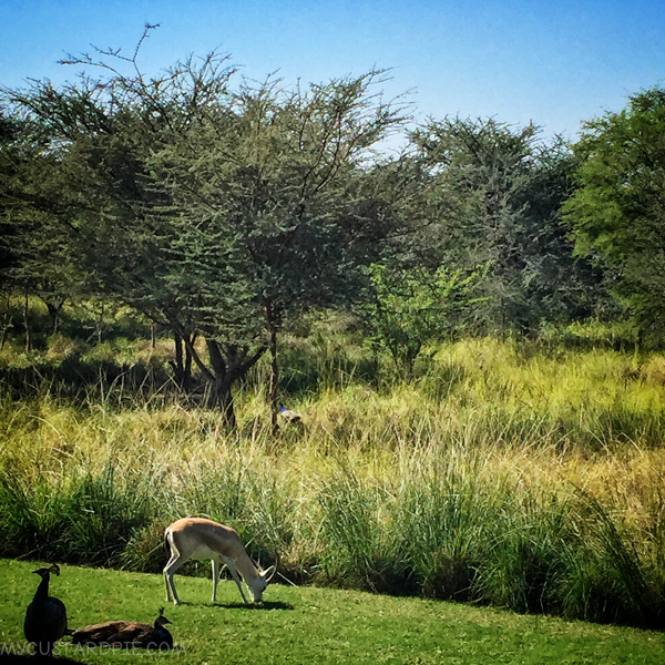 Sir Bani Yas Island - My Custard Pie