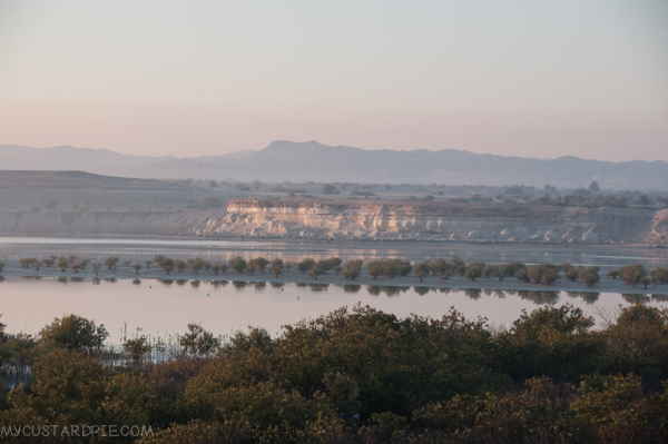 Sir Bani Yas Island - My Custard Pie