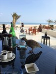 Sir Bani Yas Island – My Custard&nbsp;Pie-4-2