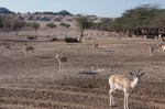 Sir Bani Yas Island – My Custard&nbsp;Pie-6