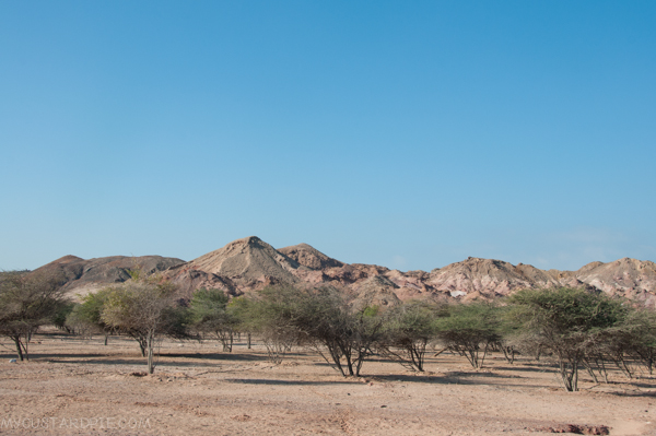 Sir Bani Yas Island - My Custard Pie