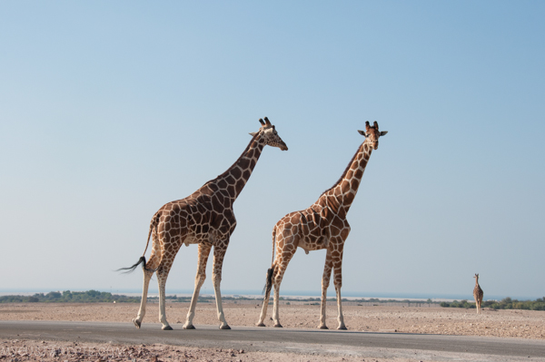 Sir Bani Yas Island - My Custard Pie