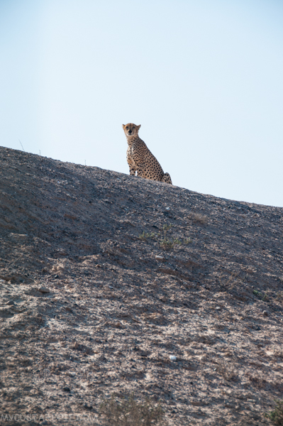 Sir Bani Yas Island - My Custard Pie