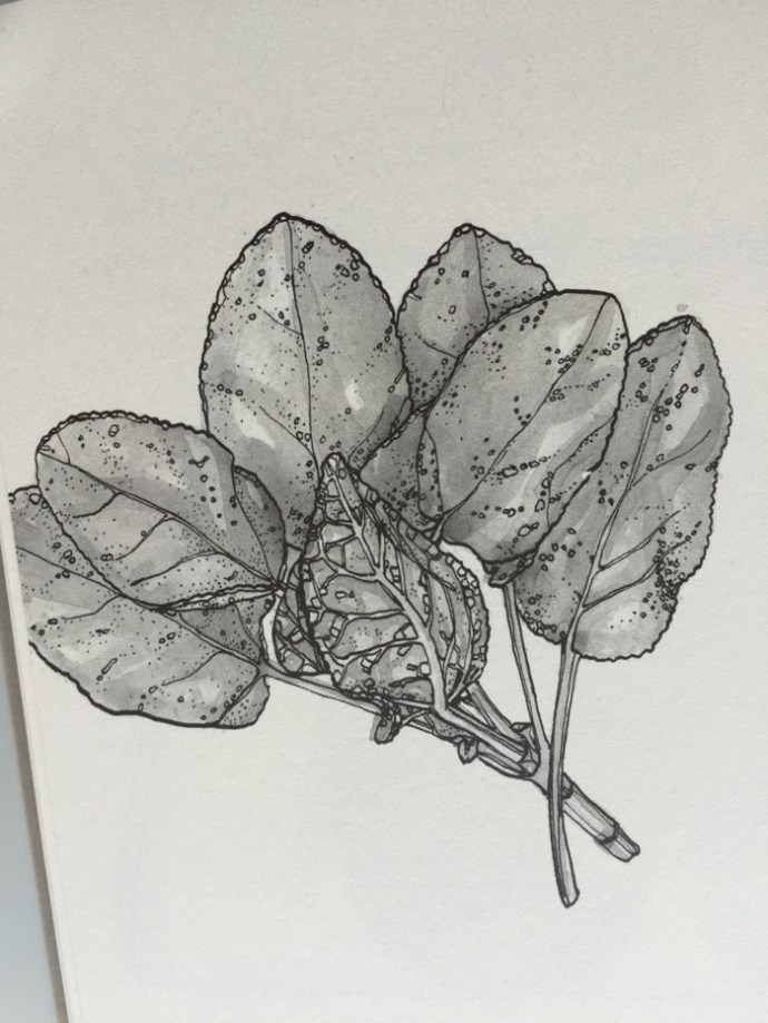 Anna Del Conte of Pasta - A review of all the cookbooks that made it onto my shelves in 2015 on mycustardpie.com