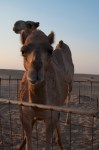 Camel farm visit-0032