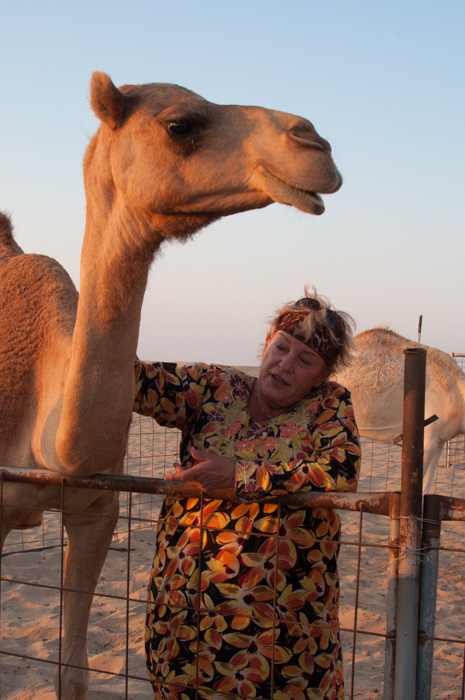 Meeting camels in the desert. How many words are there for camel in Arabic? Find out on mycustardpie