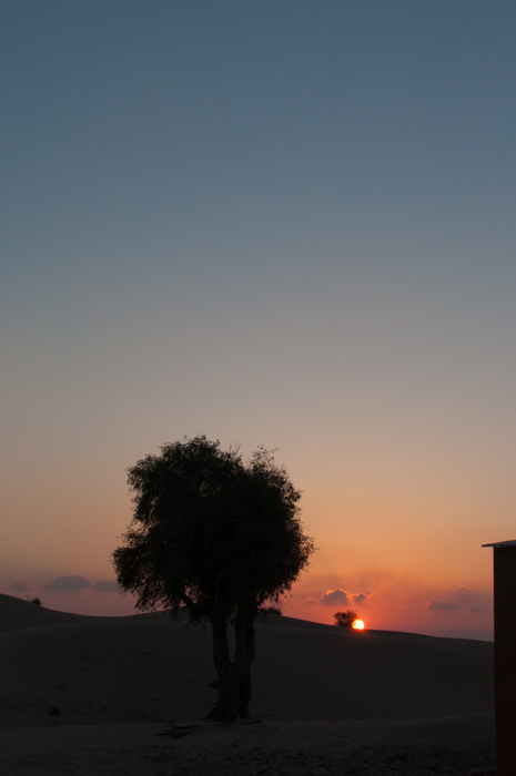 Meeting camels in the desert. How many words are there for camel in Arabic? Find out on mycustardpie