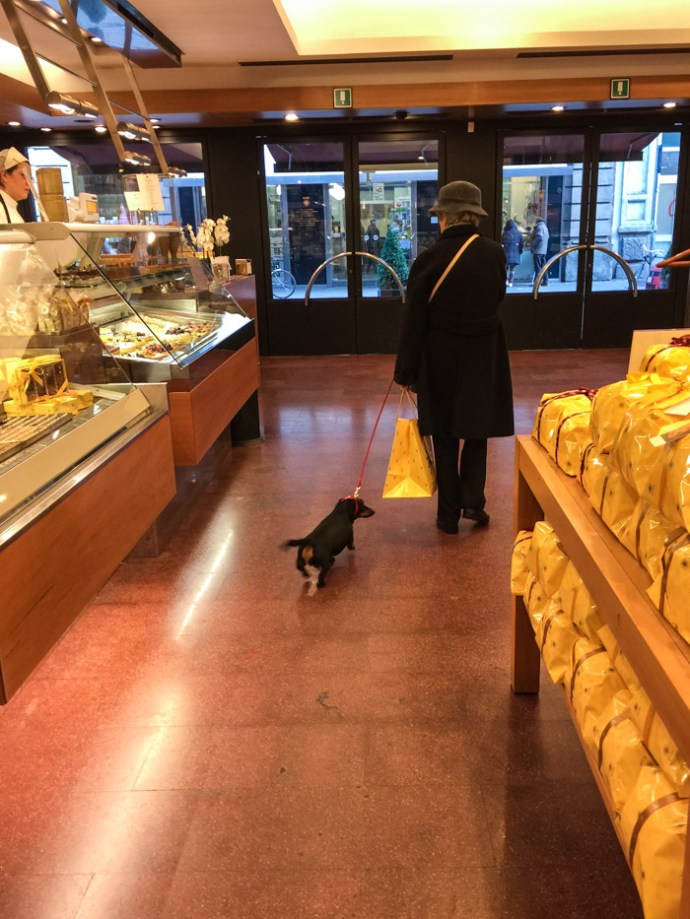 Dogs in Milan Italy on mycustardpie.com