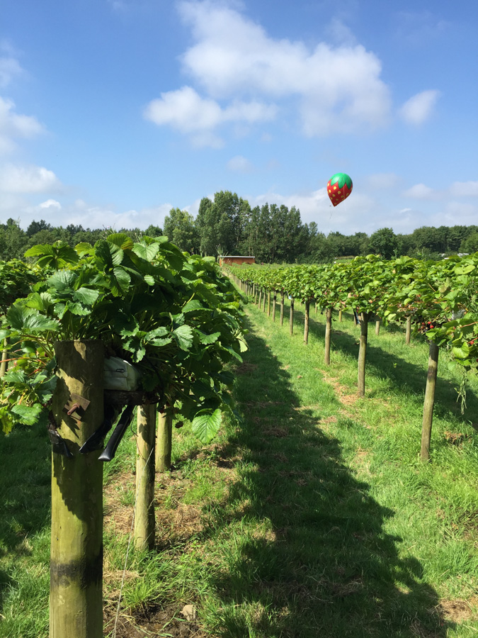 Strawberry picking. Summer days in the UK on mycustardpie.com