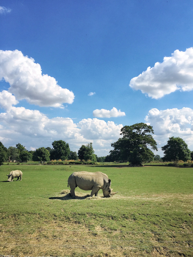 The Cotswold Wildlife Park in Burford. Summer days in the UK on mycustardpie.com