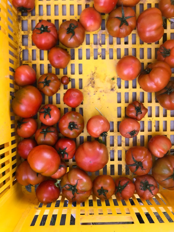 Whats in season in the UAE in October