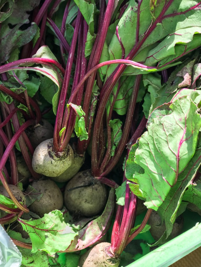 Beetroot - Whats in season in the UAE in October