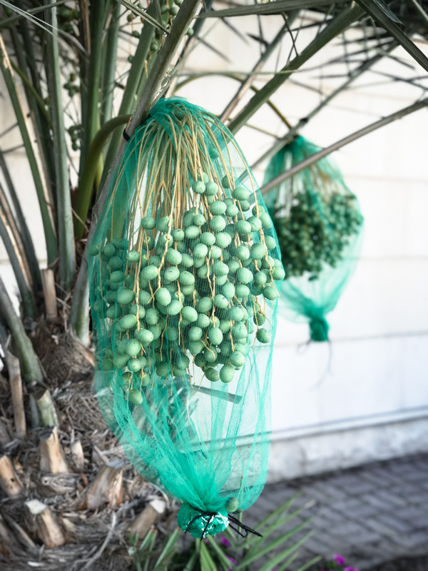 bunches of green dates