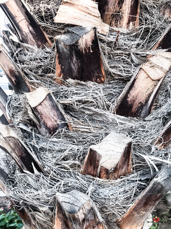 Trunk of a palm tree