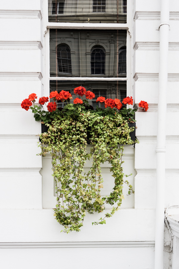 geraniums in a window box