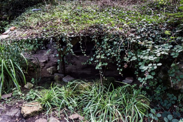 A canopy covered in ivy and brambles