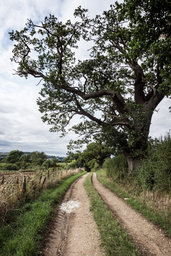 a country lane by a large tree