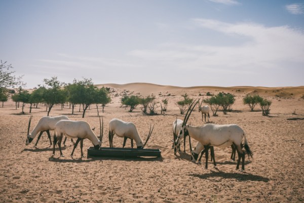 Arbian oryx in the desert