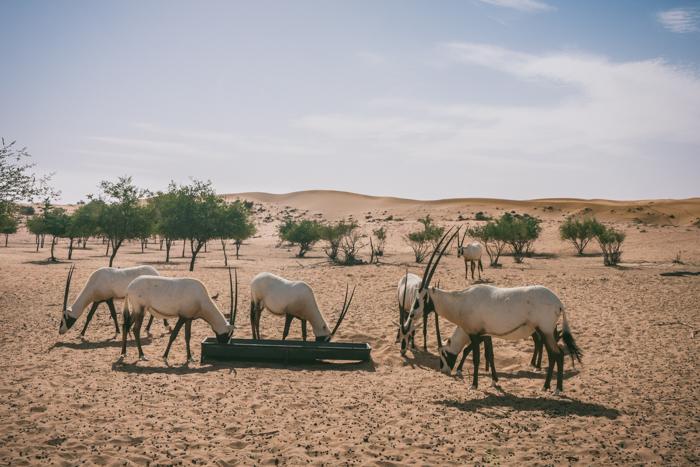 Arbian oryx in the desert