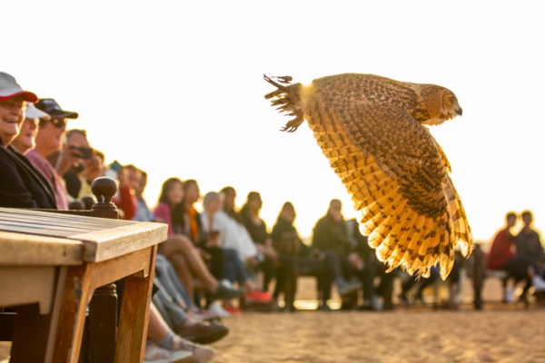 Owl flying watched by a circle of people
