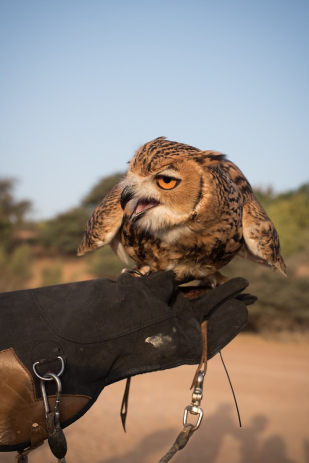 owl on a gloved hand
