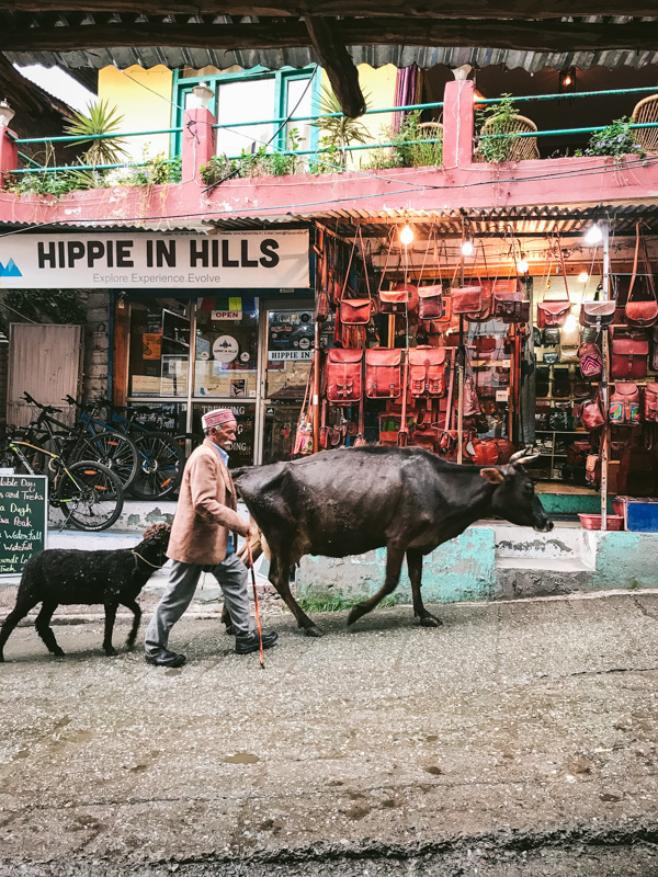 man with cow and sheep