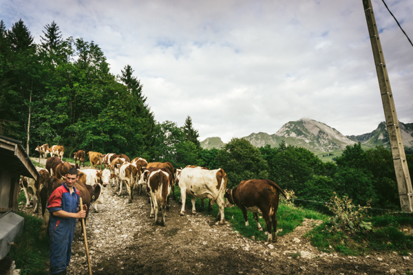 cows going up into a field