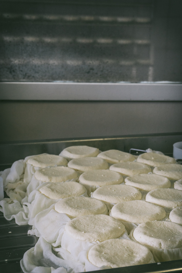 the cheeses are flipped over in their moulds