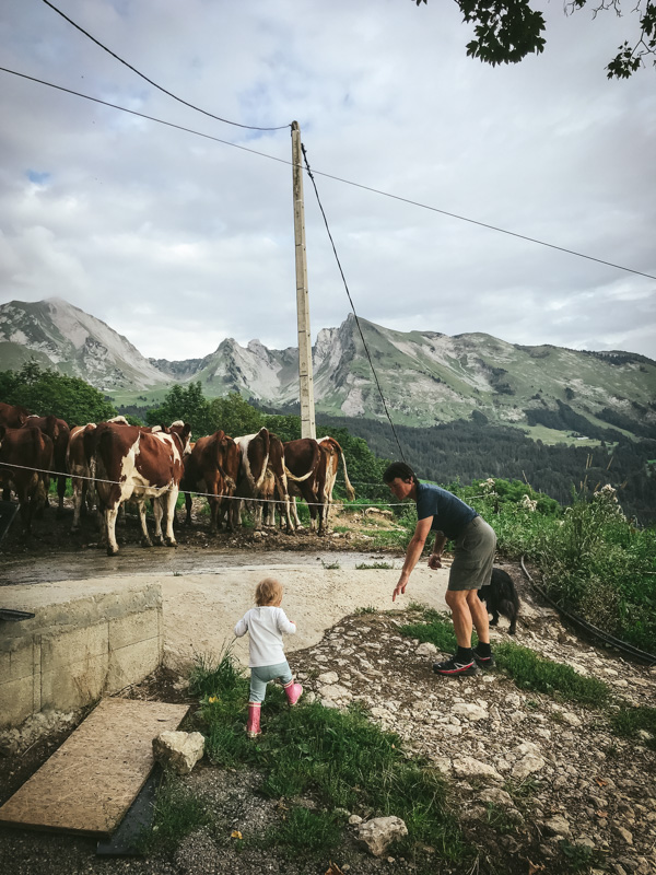 cows heading for the fields