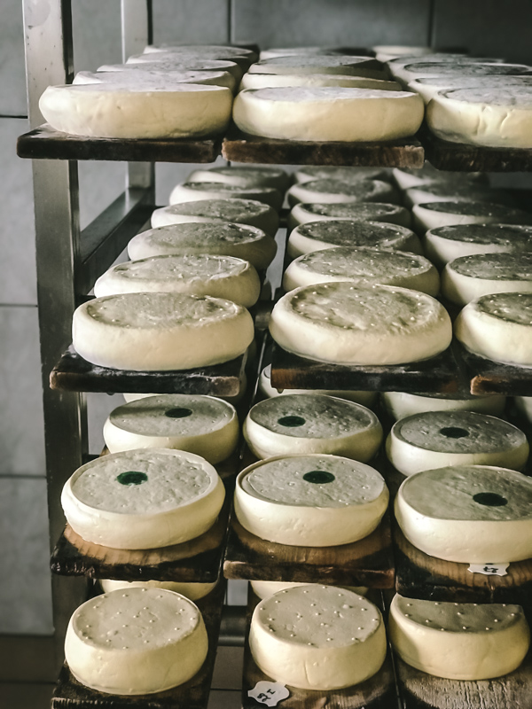 Reblochon in a drying room